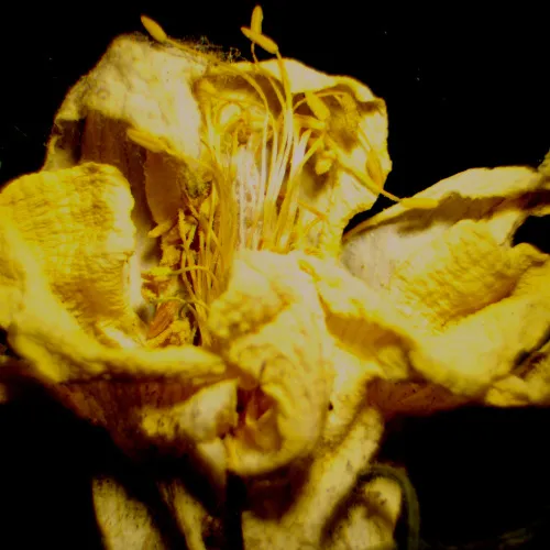 fotografia Mikroskop stereoskopowy MAGUS Stereo 9T,  23