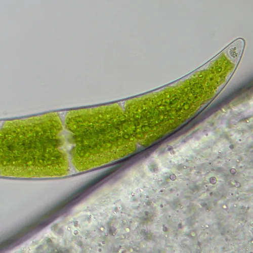 fotografia Mikroskop Bresser Researcher Trino 40–1000x,  16