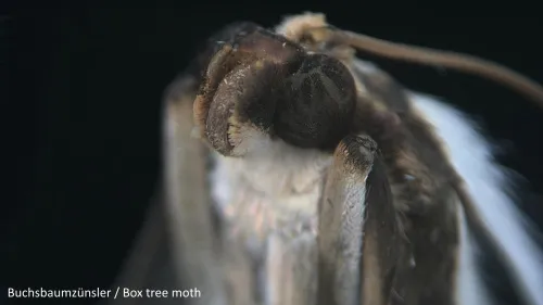 obraz Aparat cyfrowy fotograficzny Bresser MikroCam PRO HDMI,  5
