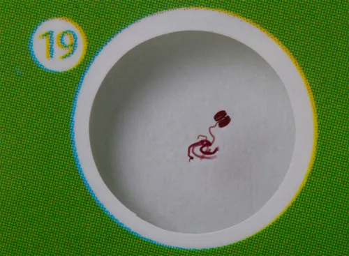 obraz Zestaw preparatów roślinnych Levenhuk LabZZ P12,  6