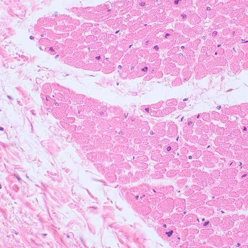 fotografia Mikroskop biologiczny cyfrowy MAGUS Bio D230TL LCD,  29