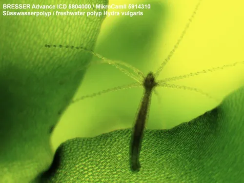 foto Mikroskop Bresser Advance ICD 10x–160x,  5