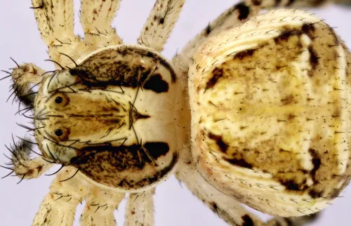 zdjęcie Kamera mikroskopowa DLT-Cam PRO 20 MP USB 3.0,  15