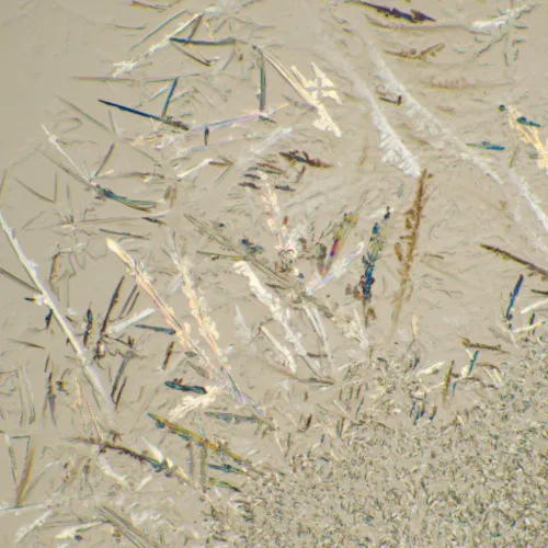 fotografia Mikroskop biologiczny MAGUS Bio 230B,  23