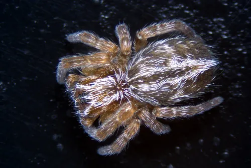 zdjęcie Kamera mikroskopowa DLT-Cam PRO 20 MP USB 3.0,  19