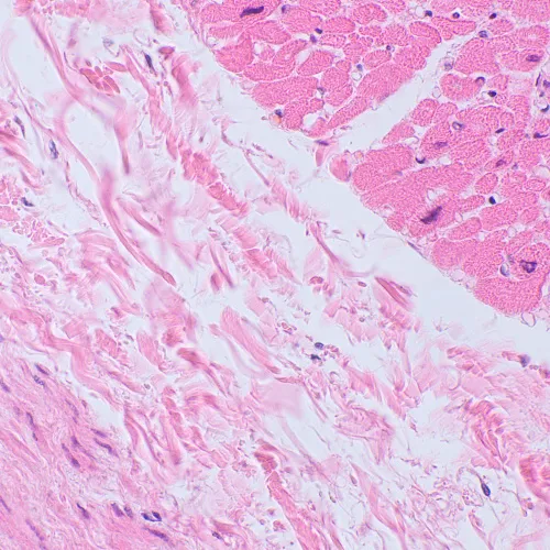 foto Mikroskop biologiczny MAGUS Bio 250TL,  23