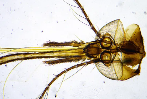 zdjęcie Kamera mikroskopowa DLT-Cam PRO 20 MP USB 3.0,  11