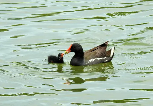 foto Fototeleskop Levenhuk Kelvin MAK127 AZ GOTO Wi-Fi,  14