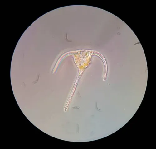 zdjęcie Mikroskop podróżny Bresser Science XPD-101,  3