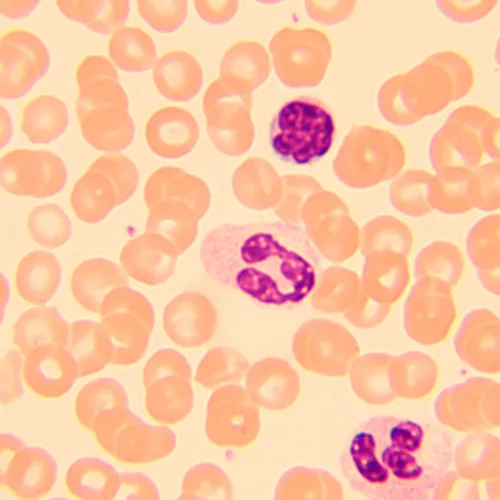 fotografia Mikroskop biologiczny MAGUS Bio 250B,  20