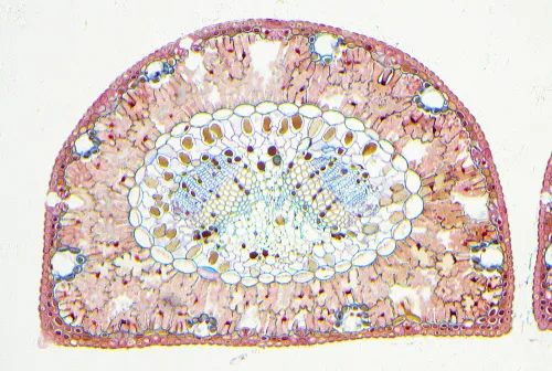 zdjęcie Kamera mikroskopowa DLT-Cam PRO 20 MP USB 3.0,  6