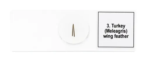 zdjęcie Zestaw mikropreparatów Levenhuk Discovery Prof DPS 5. „Ptaki”,  7