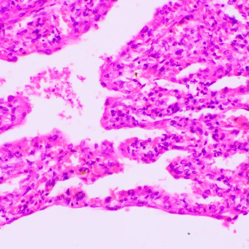 obraz Mikroskop biologiczny MAGUS Bio 270T,  23