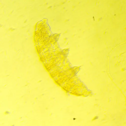 foto Odwrócony mikroskop biologiczny MAGUS Bio V350,  19