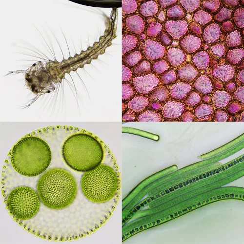 zdjęcie Mikroskop stereoskopowy Bresser Biorit ICD CS 5–20x LED,  4