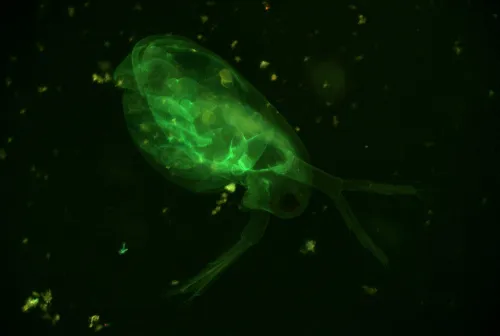 zdjęcie Kamera mikroskopowa DLT-Cam PRO 20 MP USB 3.0,  10