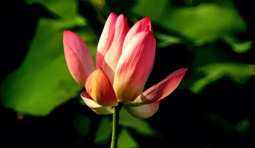 foto Fototeleskop Levenhuk Kelvin MAK127 AZ GOTO Wi-Fi,  15