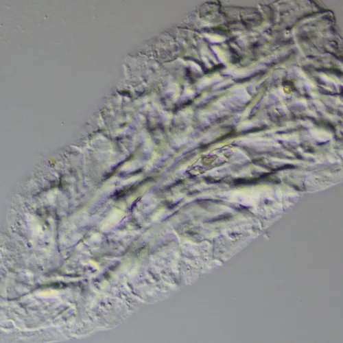 foto Zestaw przystawek MAGUS DIC290,  11