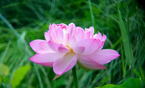 obraz Fototeleskop Levenhuk Kelvin MAK80 AZ,  18