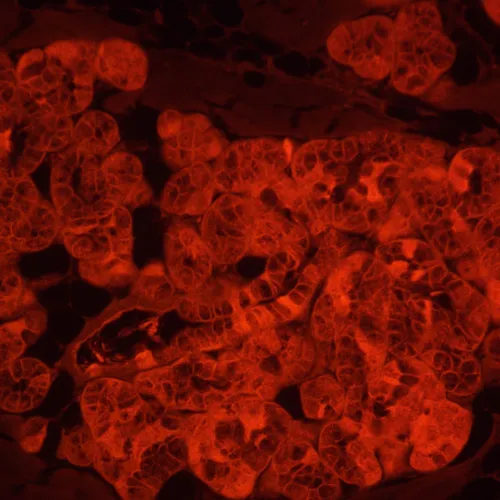 foto Odwrócony mikroskop fluorescencyjny cyfrowy MAGUS Lum VD500L LCD,  24