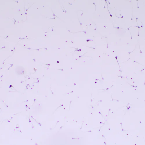 fotografia Mikroskop biologiczny MAGUS Bio 260T,  22