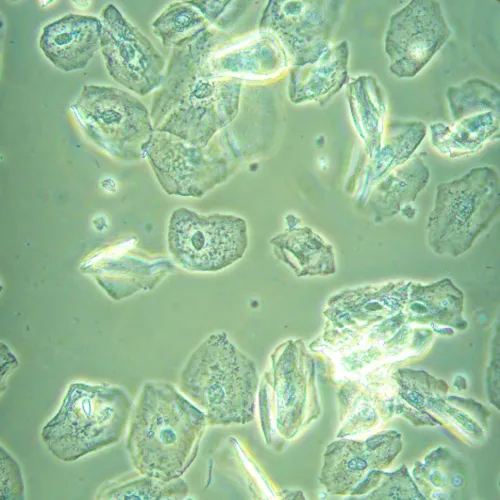 obraz Odwrócony mikroskop biologiczny cyfrowy MAGUS Bio VD360,  26