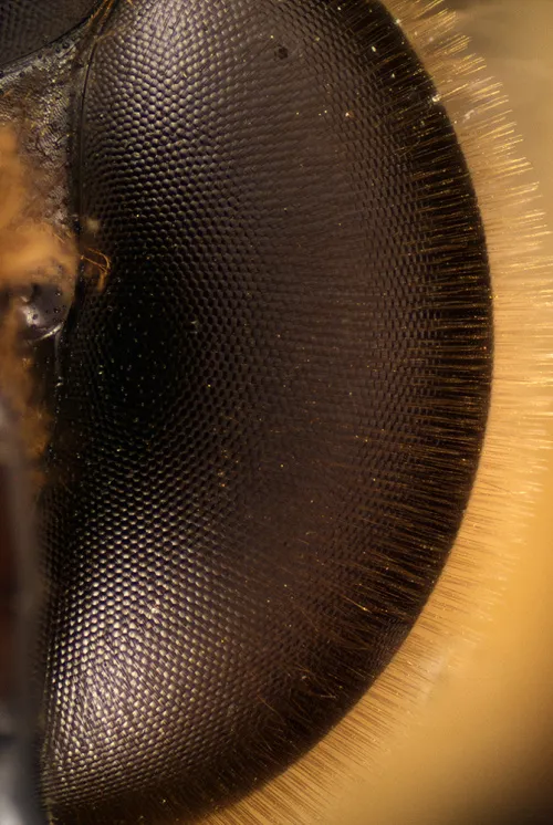 zdjęcie Kamera mikroskopowa DLT-Cam PRO 20 MP USB 3.0,  8