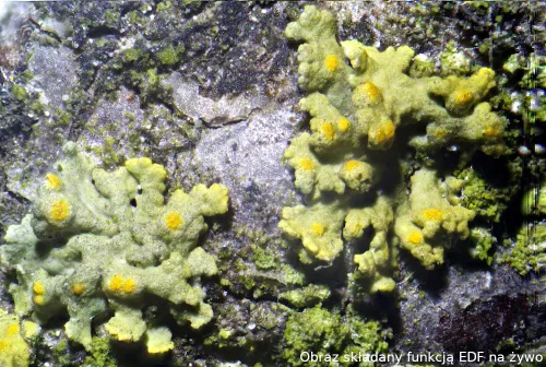 zdjęcie Kamera mikroskopowa DLT-Cam PRO 20 MP USB 3.0,  18