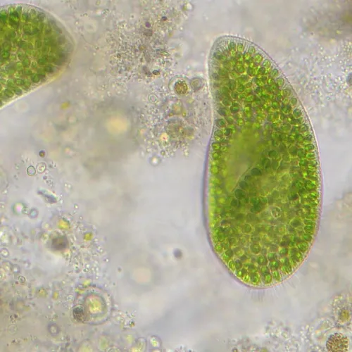 fotografia Mikroskop Bresser Researcher Trino 40–1000x,  14