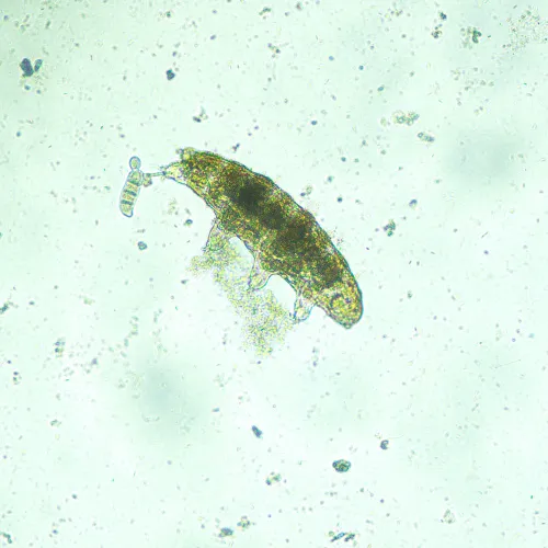 zdjęcie Odwrócony mikroskop biologiczny MAGUS Bio V300,  13