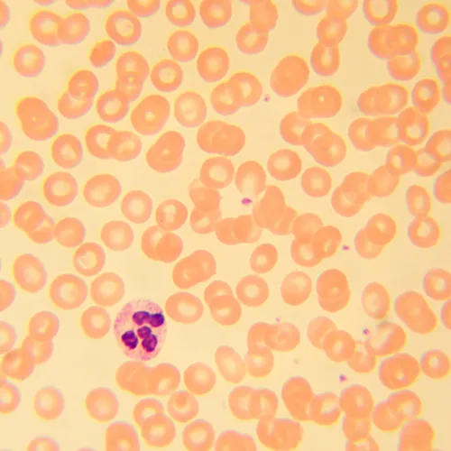 fotografia Mikroskop biologiczny MAGUS Bio 230B,  22