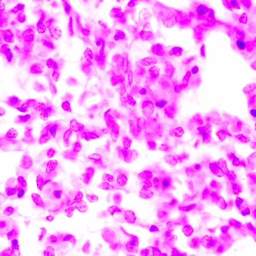 obraz Mikroskop biologiczny MAGUS Bio 270T,  24