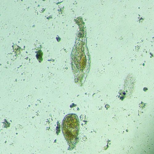 foto Odwrócony mikroskop biologiczny сyfrowy MAGUS Bio VD300,  18