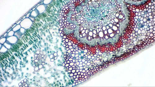 obraz Okularowa kamera cyfrowa Bresser MikrOkular Full HD,  8