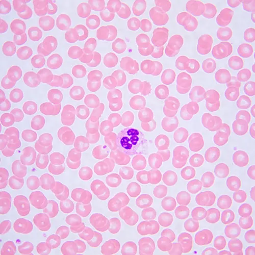zdjęcie Mikroskop biologiczny MAGUS Bio 240T,  24