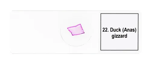 fotografia Zestaw mikropreparatów Levenhuk Discovery Prof DPS 25. „Biologia, ptaki itp.”,  11