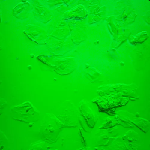 zdjęcie Odwrócony mikroskop biologiczny сyfrowy MAGUS Bio VD360 LCD,  30