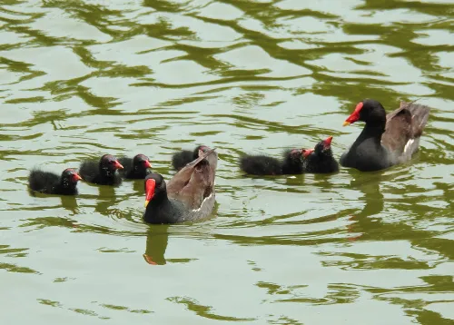 foto Fototeleskop Levenhuk Kelvin MAK60 mini AZ ,  15