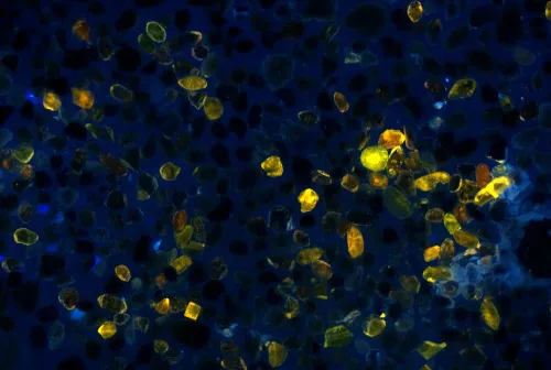 zdjęcie Kamera mikroskopowa DLT-Cam PRO 20 MP USB 3.0,  14