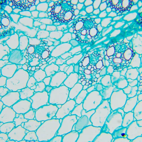 fotografia Mikroskop biologiczny MAGUS Bio 260T,  20