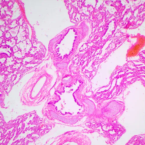 zdjęcie Mikroskop biologiczny MAGUS Bio 240T,  23