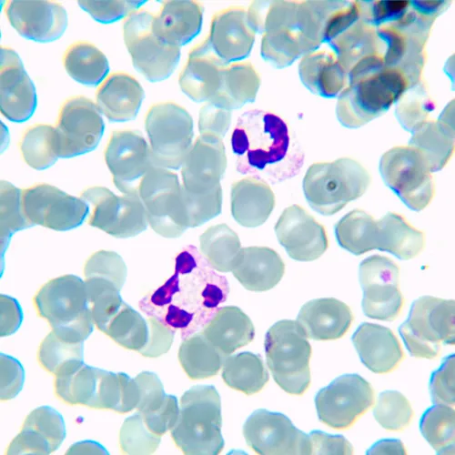 obraz Mikroskop biologiczny MAGUS Bio 230BL,  21