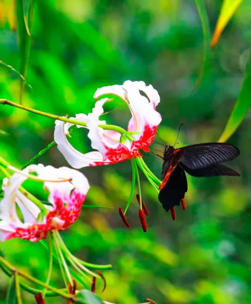 foto Fototeleskop Levenhuk Kelvin MAK60 mini AZ ,  16