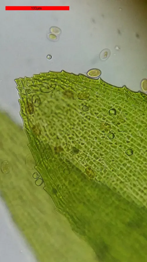 foto Mikroskop Bresser Erudit Basic 40–400x,  18