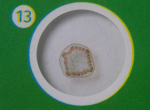 obraz Zestaw preparatów roślinnych Levenhuk LabZZ P12,  5