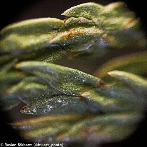 fotografia Mikroskop cyfrowy Levenhuk Rainbow D50L PLUS 2M, Moonstone\Kamień księżycowy,  21