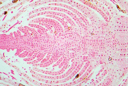 zdjęcie Kamera mikroskopowa DLT-Cam PRO 20 MP USB 3.0,  13