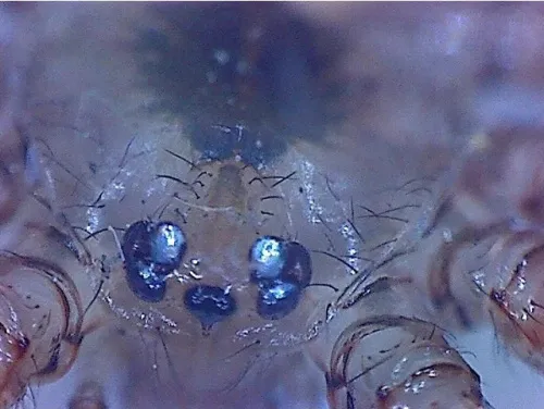 foto Omegon DigitalView Mikroskop ręczny USB,  3