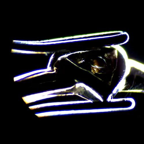 fotografia Mikroskop stereoskopowy MAGUS Stereo 7B,  18