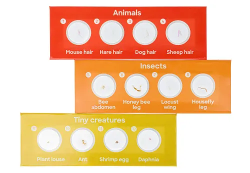 obraz Zestaw 12 preparatów Levenhuk Discovery Fauna,  3